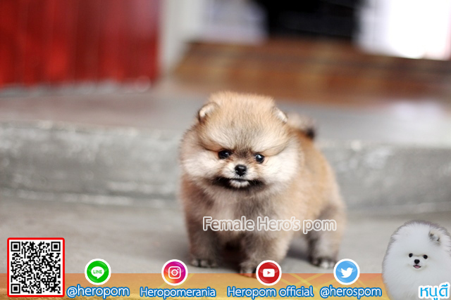 ขายปอม ปอมปอม ตัวเล็กน่ารักมากๆ  ขนก็แน่นครับ