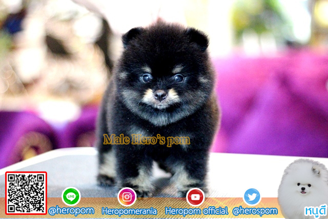 ขายปอมสีแบล็คแทน