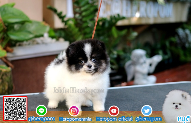 น้องหมาน่ารักรอบ้านใหม่ครับ