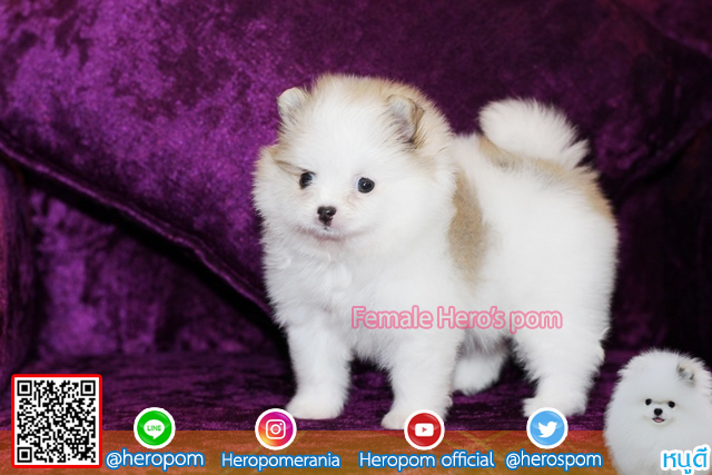 ขายปอม ขายปอมแท้ ใบเพ็ดเต็ม สายเลือดดี ทรงสวย สอบถามเพิ่มเติมที่ โทร 0890888441