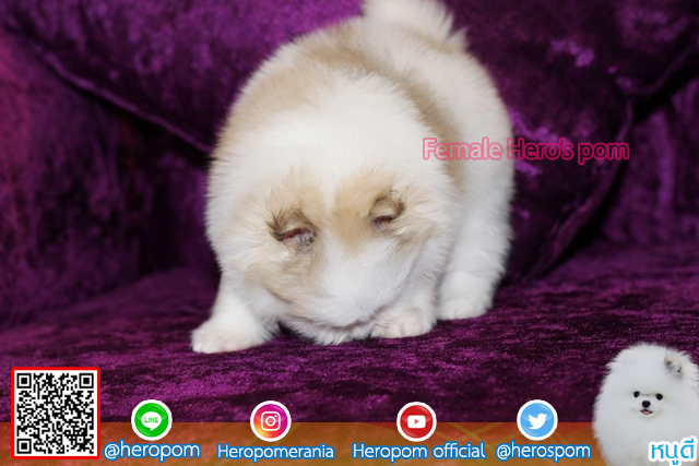 ขายปอม ขายปอมแท้ ใบเพ็ดเต็ม สายเลือดดี ทรงสวย สอบถามเพิ่มเติมที่ โทร 0890888441