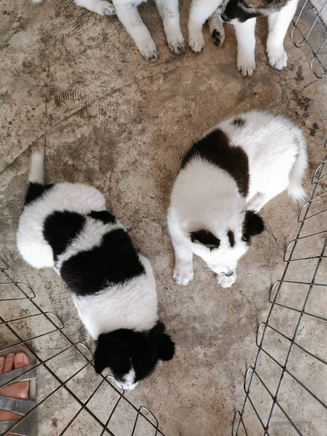 ขายสุนัขพันธุ์บางแก้วแท้ เกิด7กันยา ราคาต่อรองได้