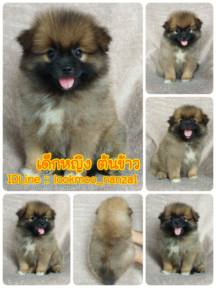 ปอมผสม