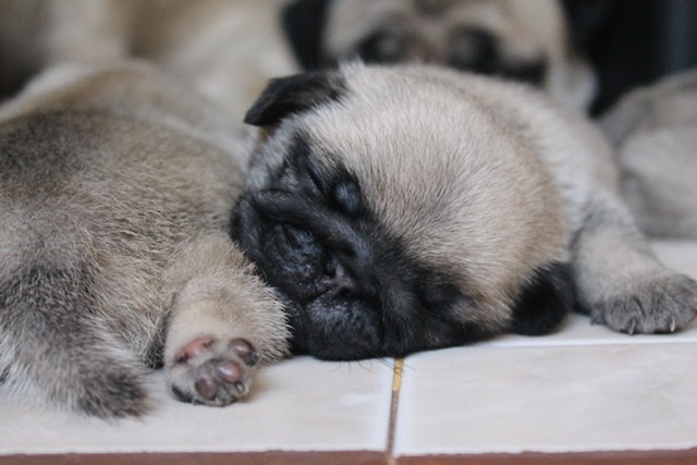 Sale.ลูกปั๊ก เพศผู้