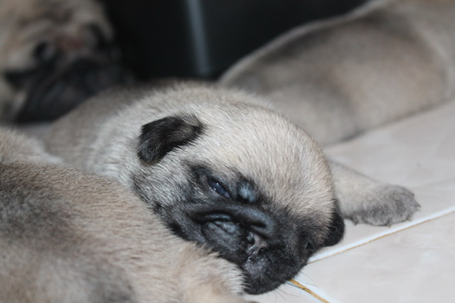 Sale.ลูกปั๊ก เพศผู้
