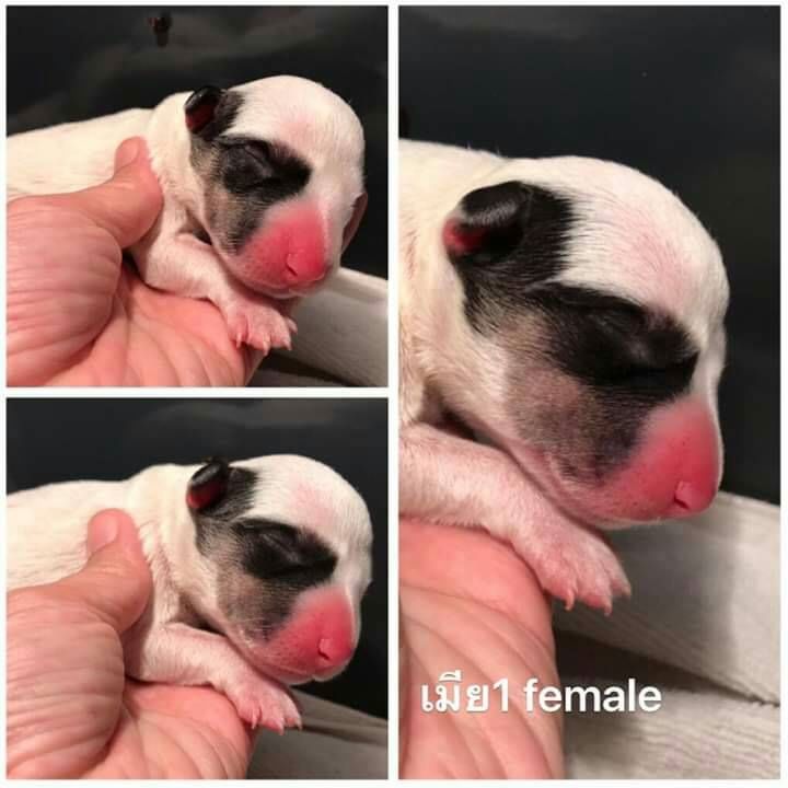 ขายบูลเทอเรีย Bullterrier std
