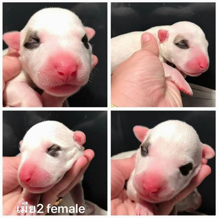 ขายบูลเทอเรีย Bullterrier std