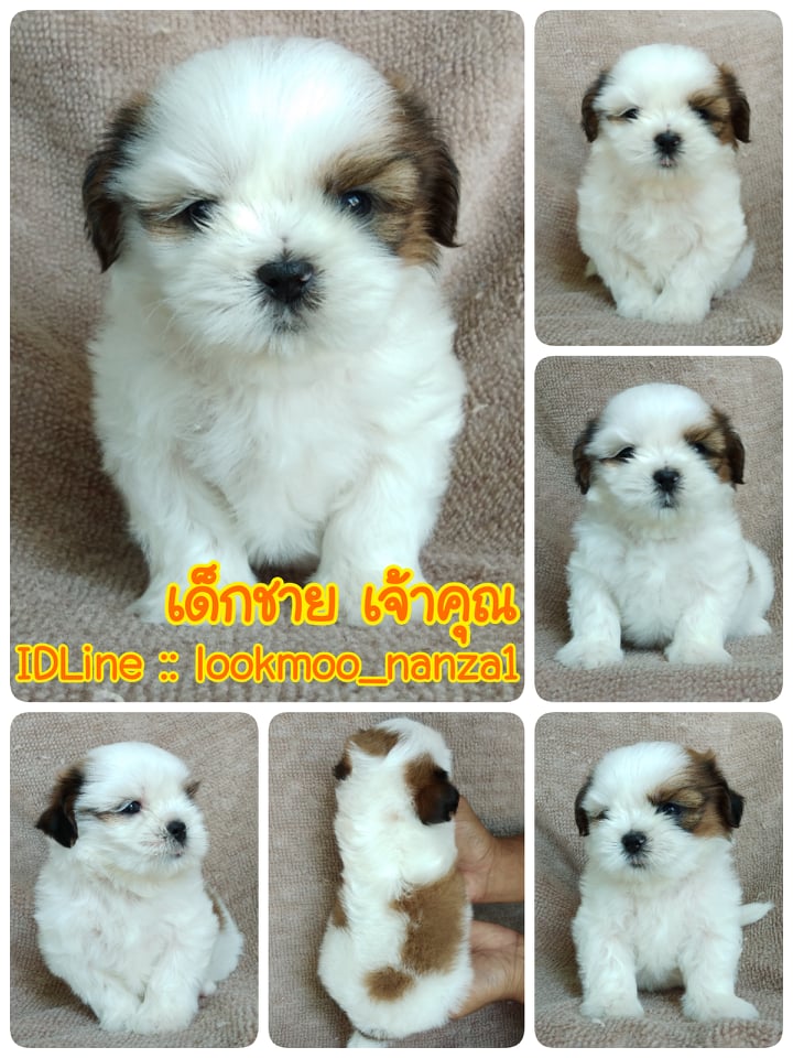 ชิสุทอยแท้!!!! 3สี