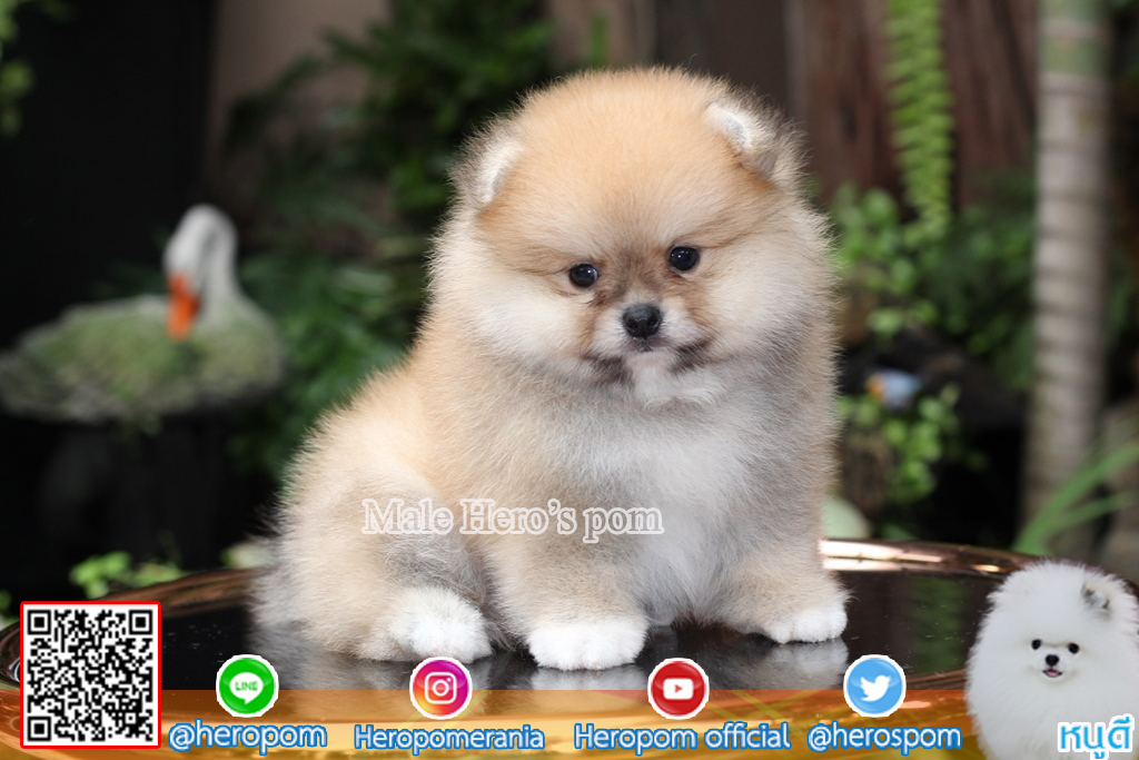 ขายปอม ขายปอมแท้ ใบเพ็ดเต็ม สายเลือดดี ทรงสวย สอบถามเพิ่มเติมที่ โทร 0890888441