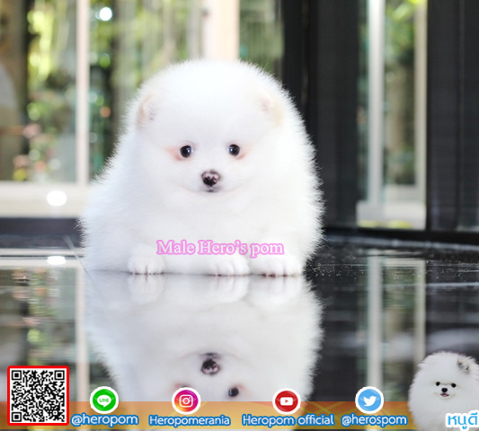 ขายปอม ขายปอมแท้ ใบเพ็ดเต็ม สายเลือดดี ทรงสวย สอบถามเพิ่มเติมที่ โทร 0890888441