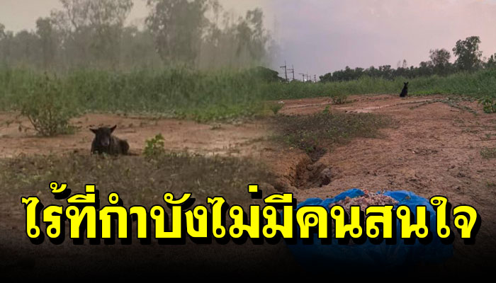 แม่หมาท้องแก่ใกล้คลอด นอนตากฝนไร้ที่กำบัง ลูกๆเกิดมาจะอยู่กันได้อย่างไร