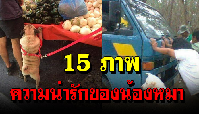 15 ภาพ ความน่ารักของน้องหมา เห็นแล้วทั้งยิ้ม ทั้งหัวเราะ