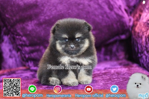 ขายปอม ขายปอมแท้ ใบเพ็ดเต็ม สายเลือดดี ทรงสวย สอบถามเพิ่มเติมที่ โทร 0890888441