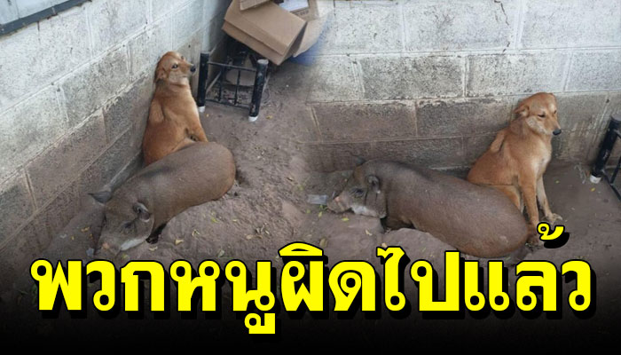 วุ่นกันทั้งวัด หลังสองแสบทั้งหมาทั้งหมูแอบหนีเที่ยว พอกลับมาทำหน้าเศร้า สำนึกผิด