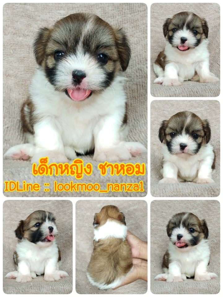 ชิสุทอยแท้!!!! 3สี