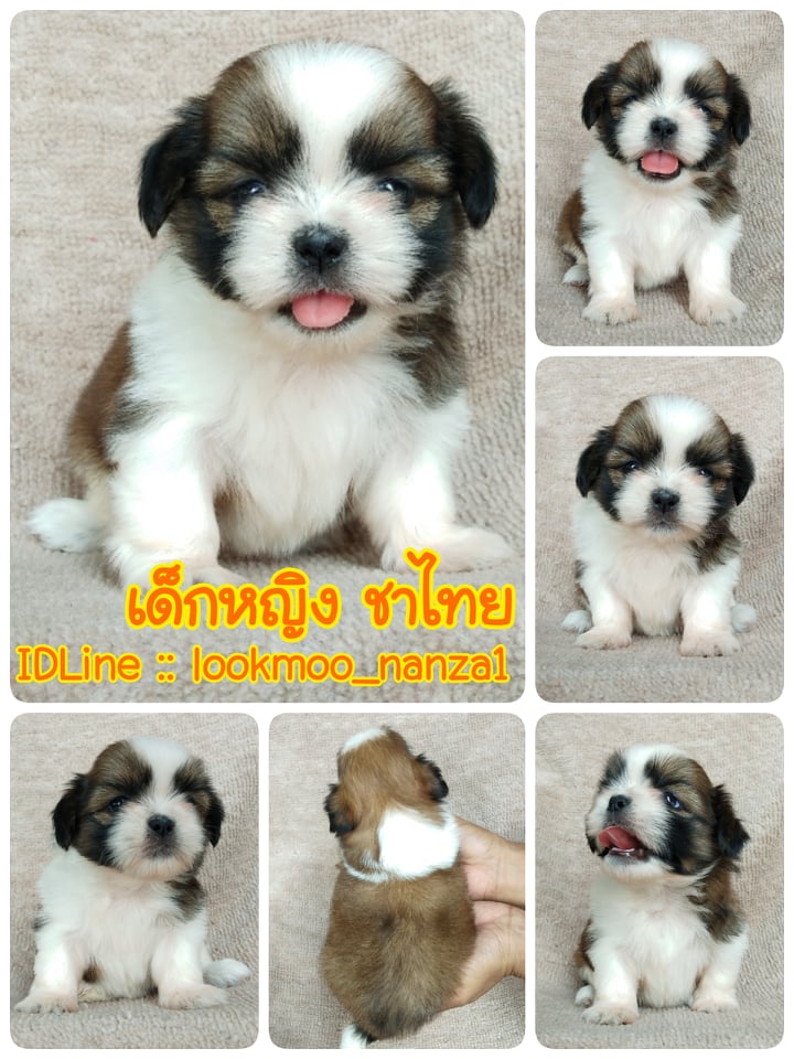 ชิสุทอยแท้!!!! 3สี