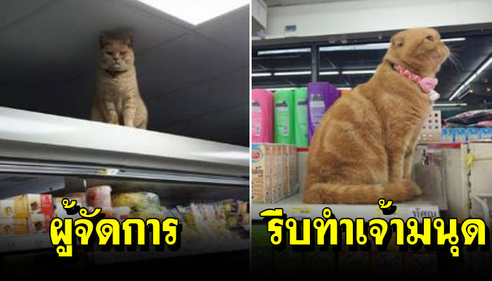 20 ภาพสุดฮา เจ้าเหมียวบุกเซเว่น