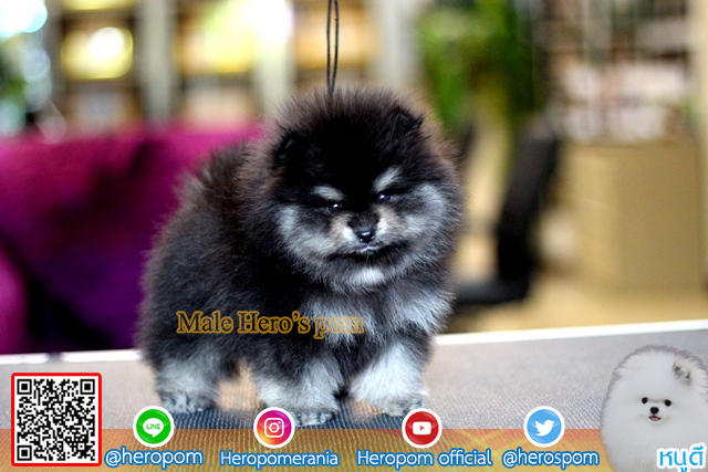 น้องปอมมาใหม่น่ารักมาก