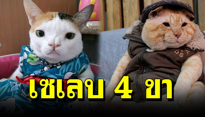 12 เพจเแมวยอดนิยมในประเทศไทย ดังจนเรียกได้ว่าเป็นเซเลบ 4 ขา