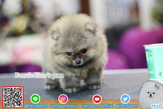 หนูน้อยตัวจิ๋วน่ารักมาก