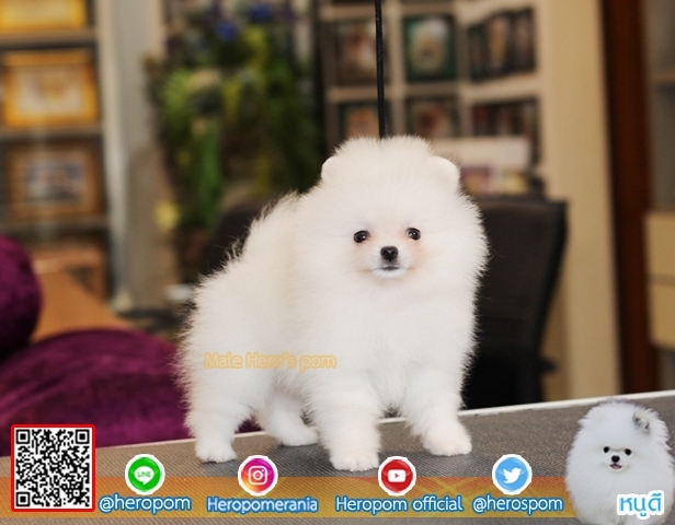 สำหรับพี่ๆท่านใดที่รอสีขาวครับ