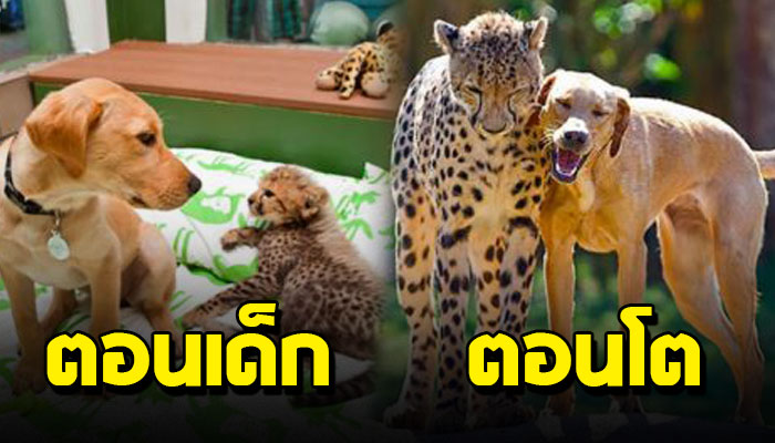 15 ภาพตอนเด็ดและตอนโต ของเหล่าเจ้าตูบและเพื่อนต่างสายพันธ์ที่เติบโตขึ้นมาด้วยกัน