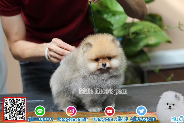 หนุ่มน้อยขนแน่นสวยมากๆ 098-5566-777