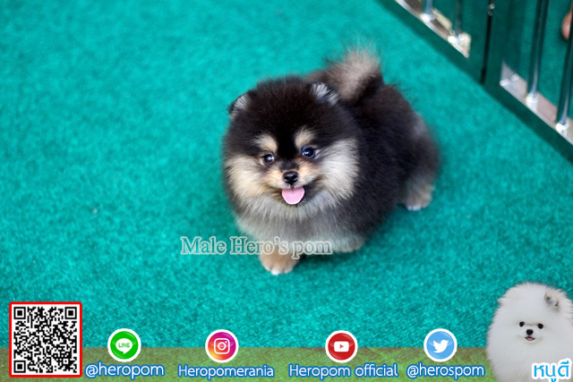 ขายปอม ขายปอมแท้ ใบเพ็ดเต็ม สายเลือดดี ทรงสวย สอบถามเพิ่มเติมที่ โทร098-5566-777
