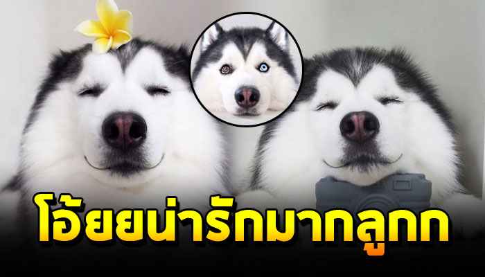 เจ้ามารุ หมาไซตาสองสีที่แสดงออกทางสีหน้าได้อย่างมีความสุข