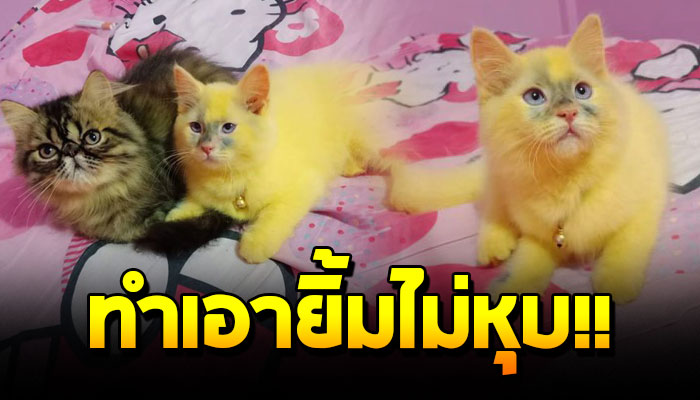 แมวน้อยขนเหลือง ชาวเน็ตถามเกิดอะไรขึ้น แต่พอรู้เรื่องราวทำเอายิ้มไม่หุบ