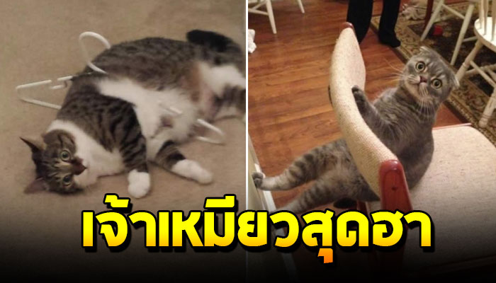 25 ภาพ เจ้าเหมียวสุดฮาที่คิดว่าตัวเองจะครองโลกได้