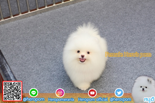 ปอมเพศเมีย  น่ารักมากๆ