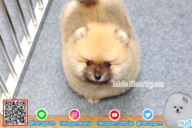 ขายปอมเพศผู้  ขนแน่นมากๆ