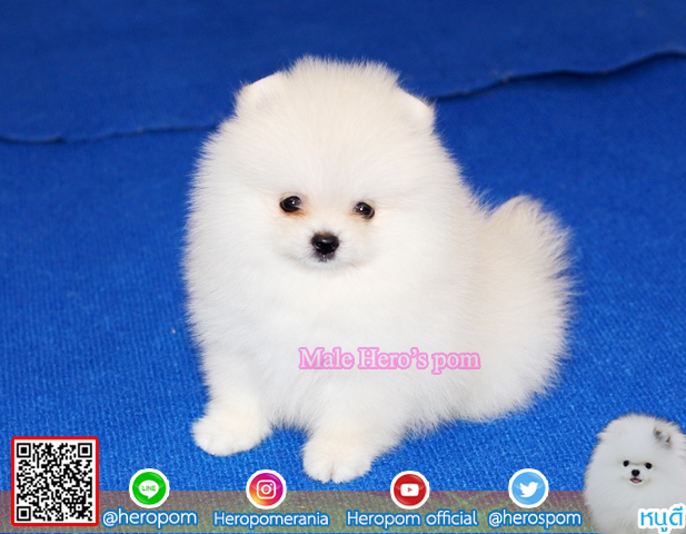 ปอมเพศผู้ สีขาวน่ารักมาก