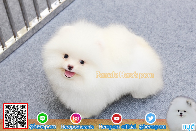 ปอมเพศเมีย  น่ารักมากๆ