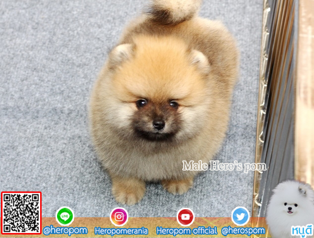 ขายปอมเพศผู้  ขนแน่นมากๆ