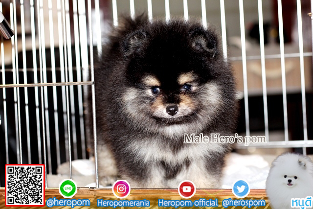 ขายปอม ขายปอมแท้ ใบเพ็ดเต็ม สายเลือดดี ทรงสวย สอบถามเพิ่มเติมที่ โทร 0890888441