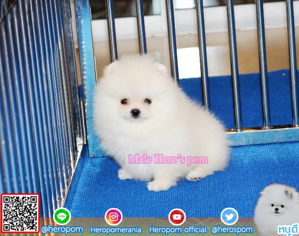 ปอมเพศผู้ สีขาวน่ารักมาก