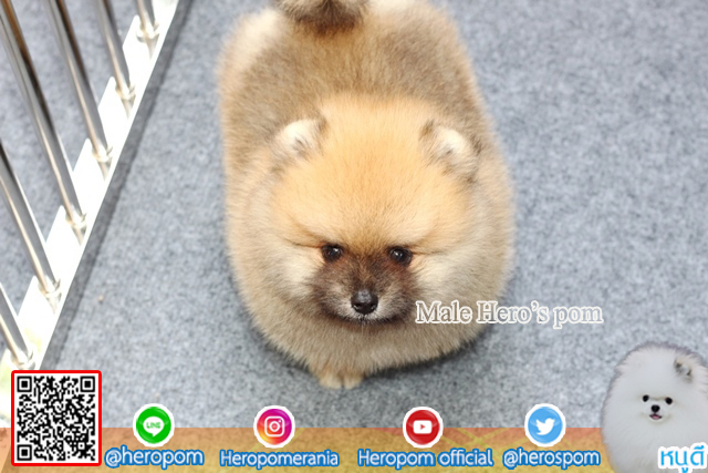 ขายปอมเพศผู้  ขนแน่นมากๆ