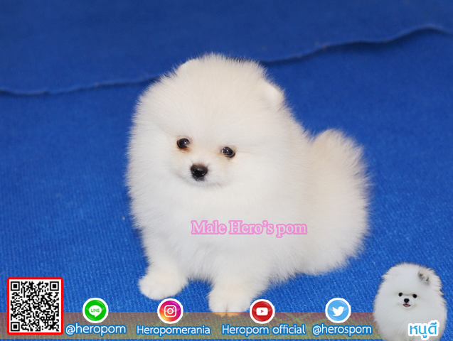 ปอมเพศผู้ สีขาวน่ารักมาก