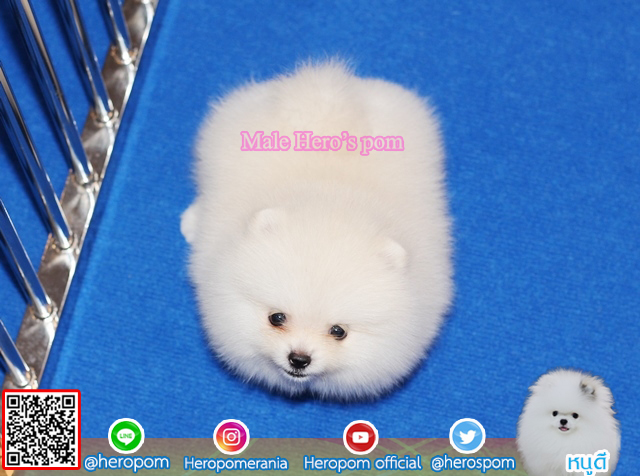 ปอมเพศผู้ สีขาวน่ารักมาก
