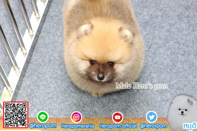 ขายปอมเพศผู้  ขนแน่นมากๆ