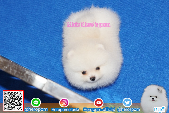 ปอมเพศผู้ สีขาวน่ารักมาก