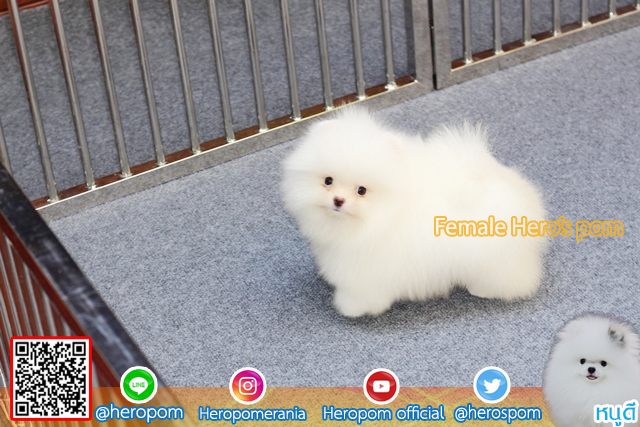 ปอมเพศเมีย  น่ารักมากๆ