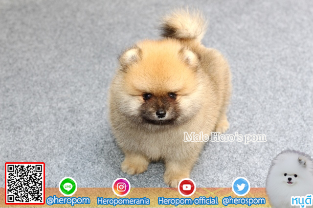 ขายปอมเพศผู้  ขนแน่นมากๆ