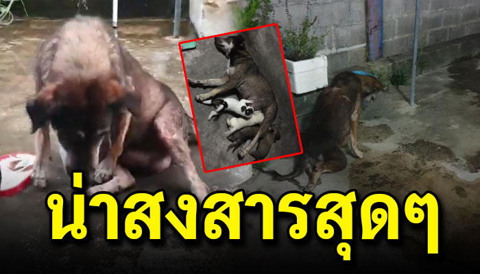 หัวอกแม่เดินไม่ได้แต่ก็แบกสังขาร หาอาหารประทังชีวิตให้ลูกน้อยได้อิ่มท้อง