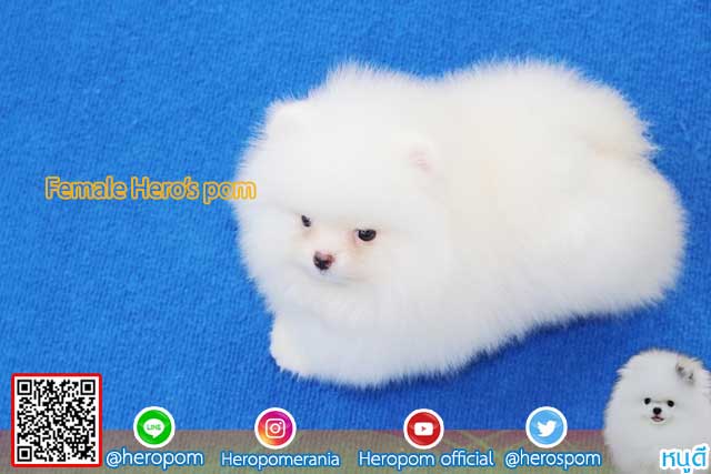 ขายปอมหน้าหมีสีขาว  ตัวที่ 2