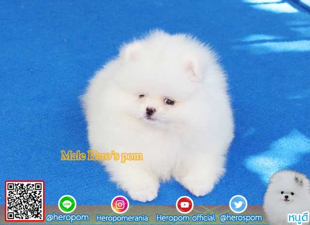 ขายปอมหน้าหมีสีขาว  ตัวที่ 1