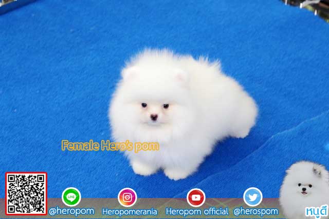 ขายปอมหน้าหมีสีขาว  ตัวที่ 2