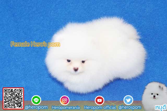 ขายปอมหน้าหมีสีขาว  ตัวที่ 2